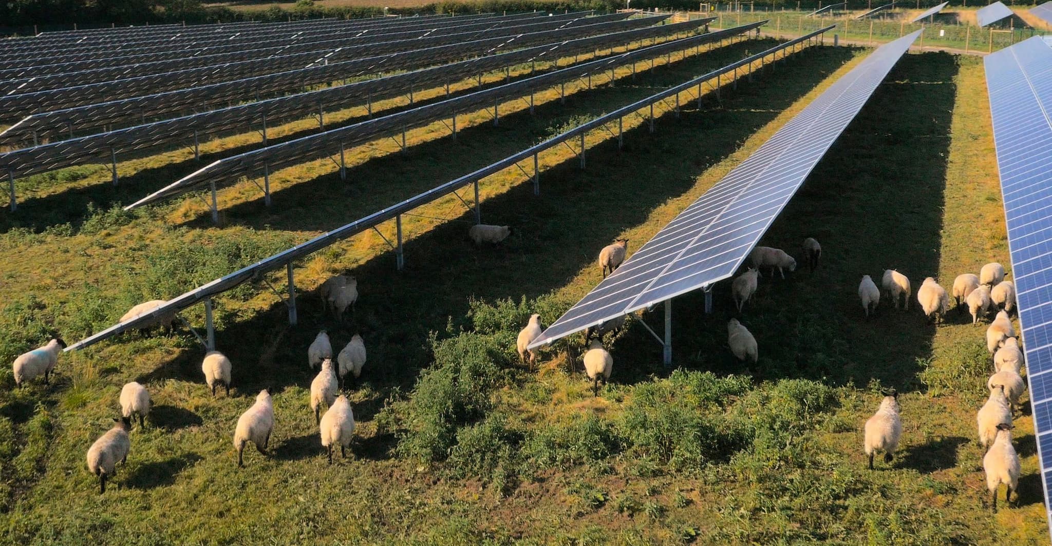 Sheep wandering around the panels of an active solar farm